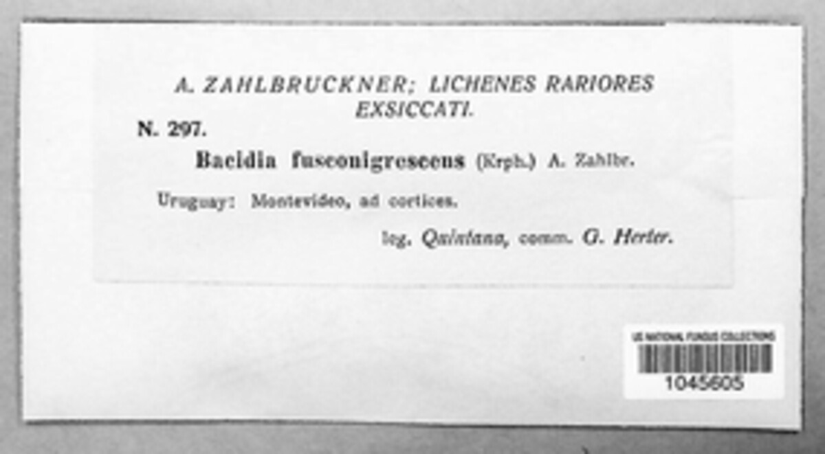 Bacidia fusconigrescens image